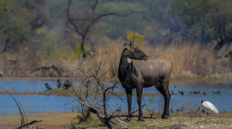 keoladeo national park Bharatpur Bird Sanctuary