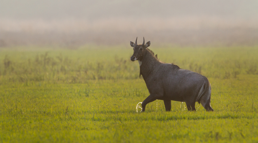 keoladeo national park Bharatpur Bird Sanctuary