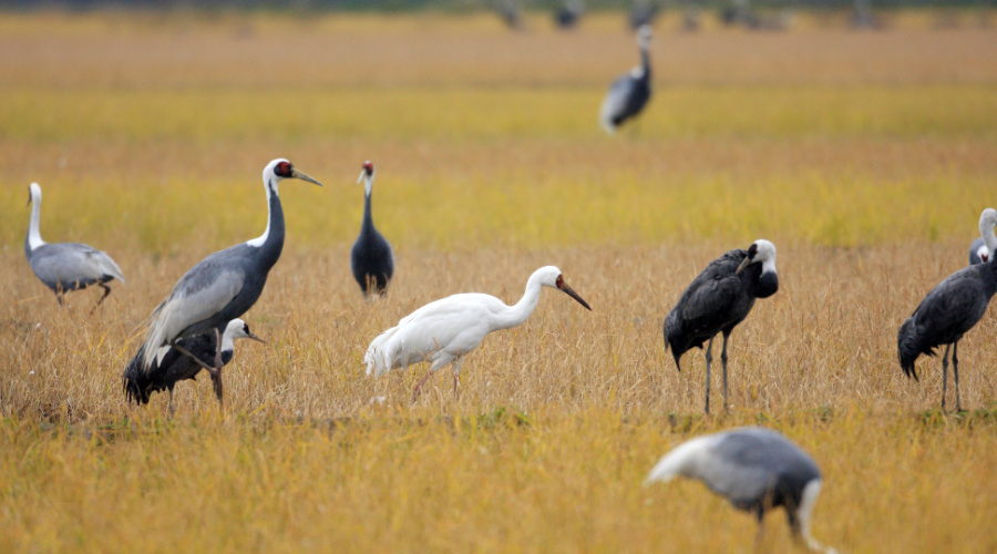 keoladeo national park Bharatpur Bird Sanctuary