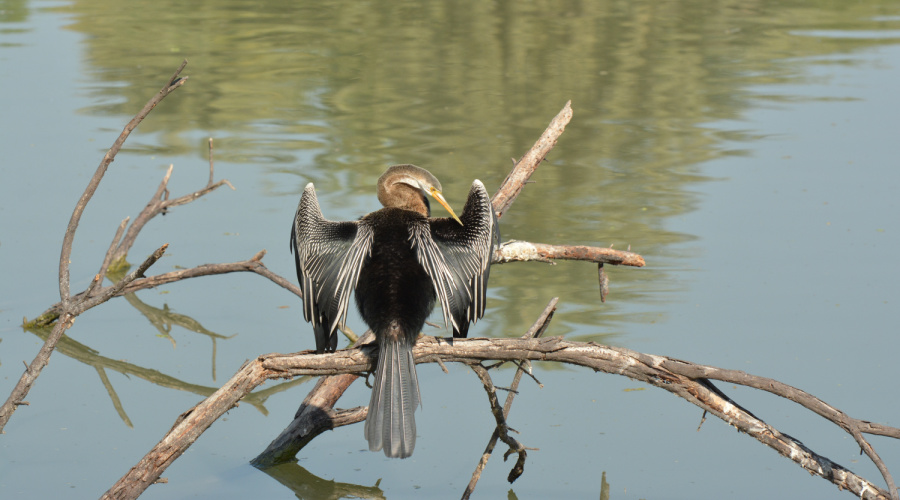 keoladeo national park Bharatpur Bird Sanctuary