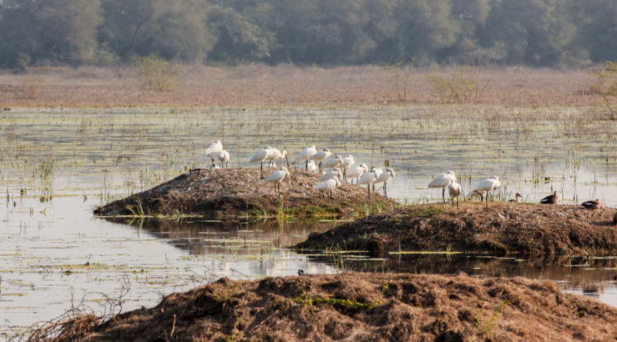 keoladeo national park Bharatpur Bird Sanctuary