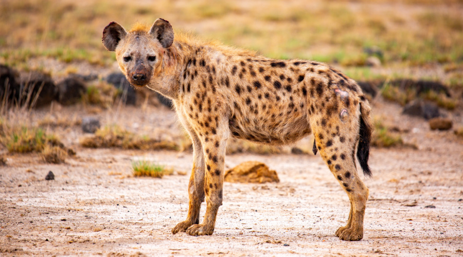 panna national park