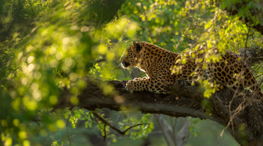 panna national park