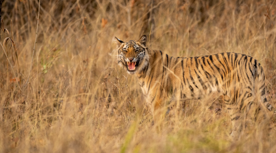 panna national park