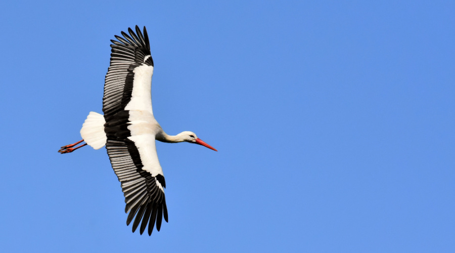 panna national park