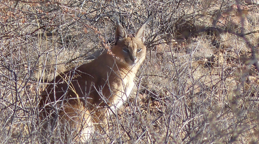 panna national park