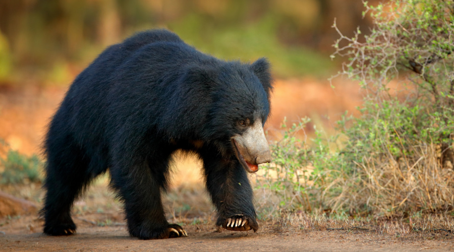 panna national park