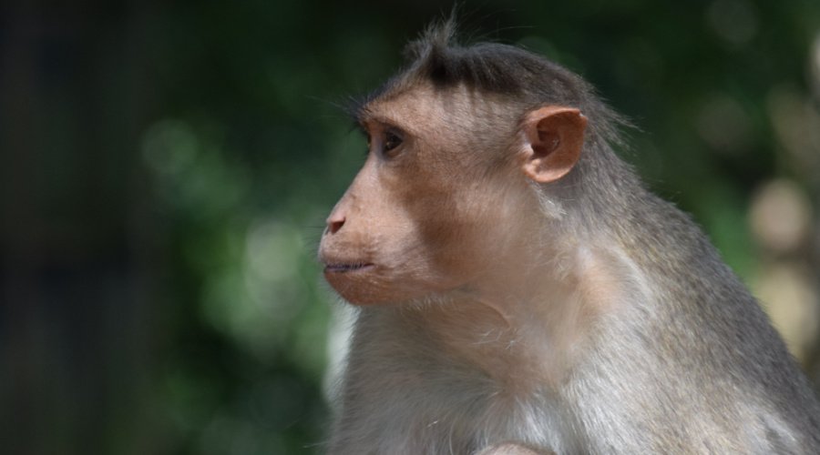 periyar national park