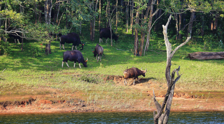 periyar national park