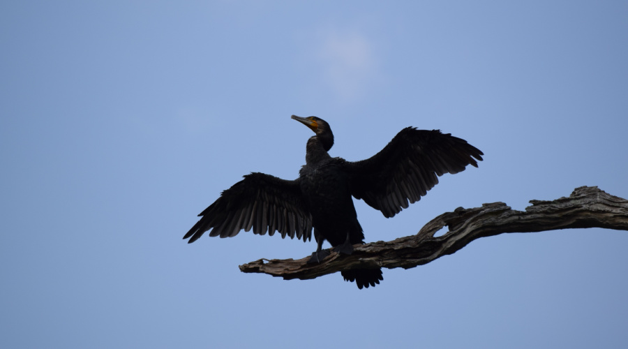 periyar national park