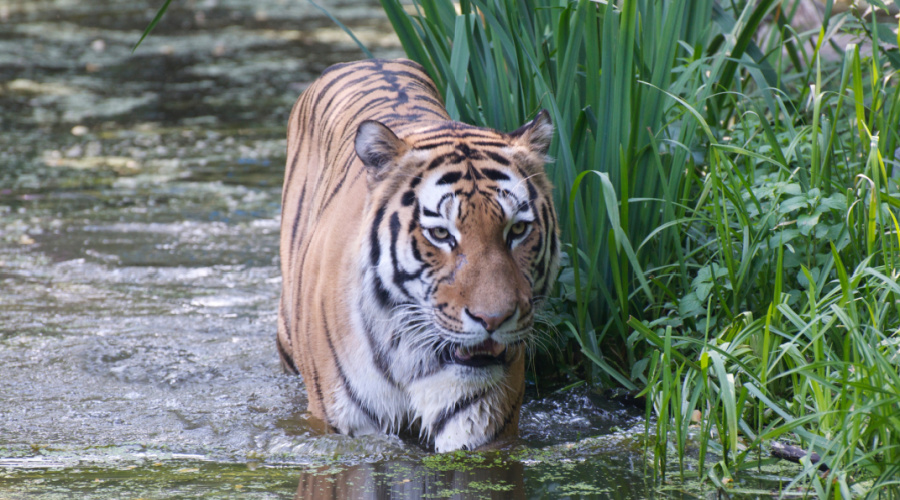 ranthambore