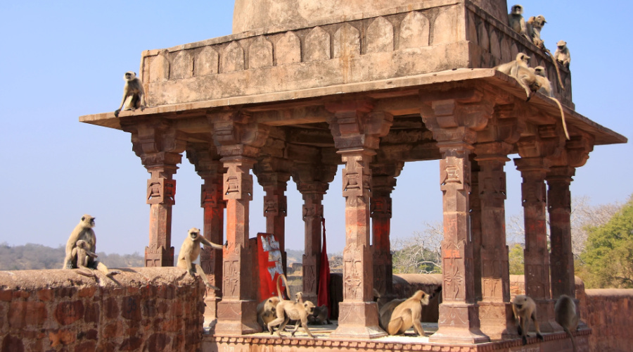 ranthambore