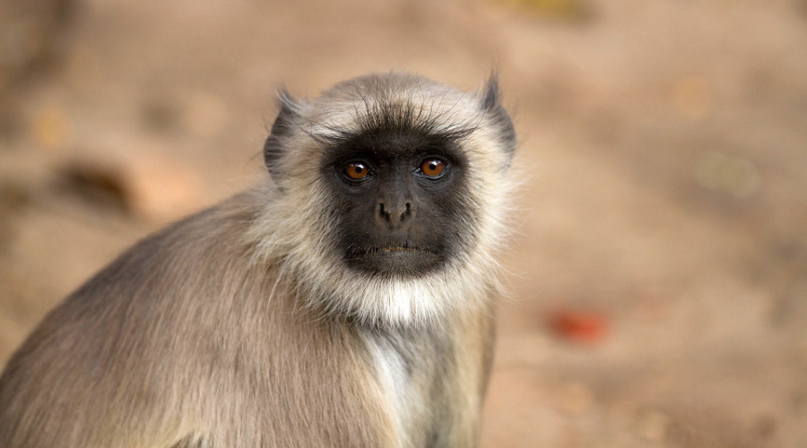 ranthambore