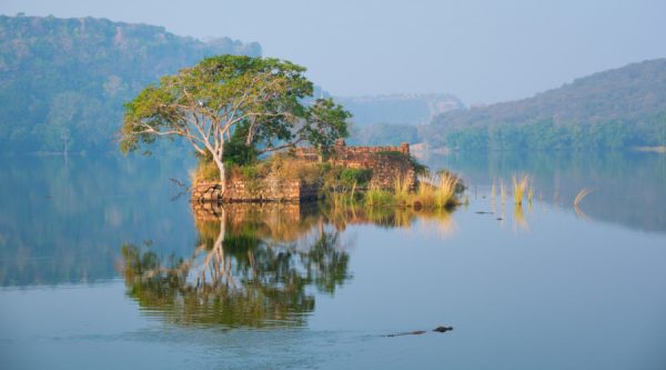 ranthambore