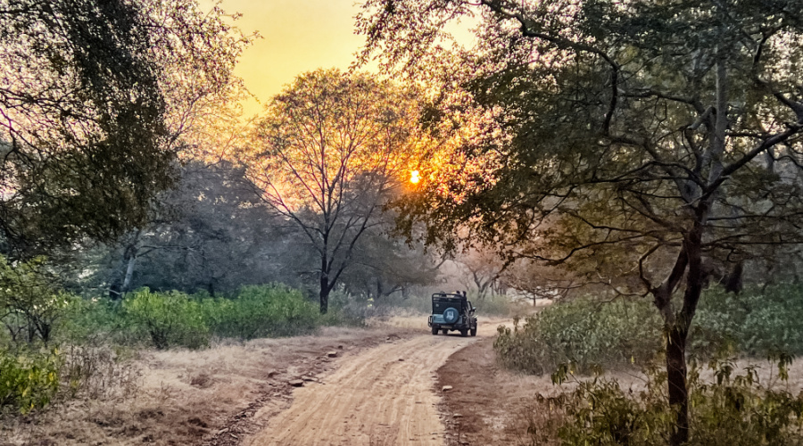 ranthambore