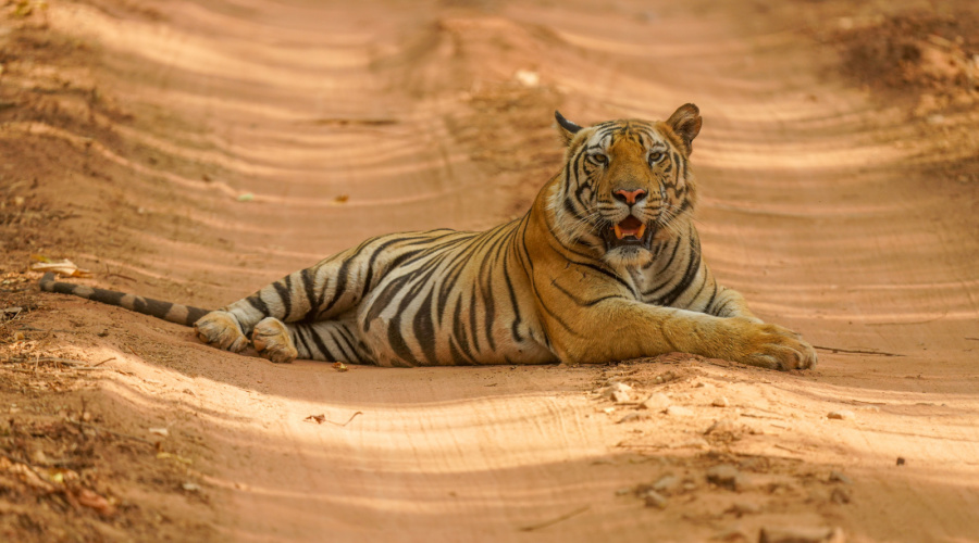 ranthambore