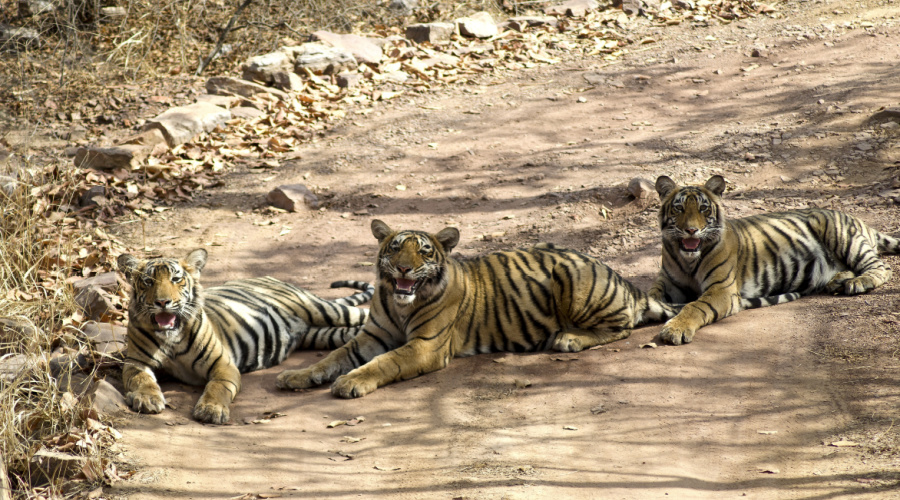 ranthambore tijgers