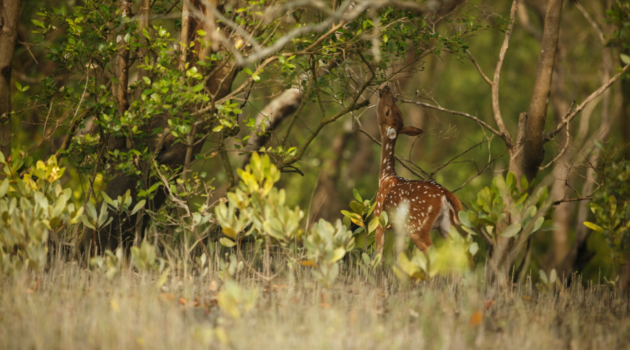 sundarbans