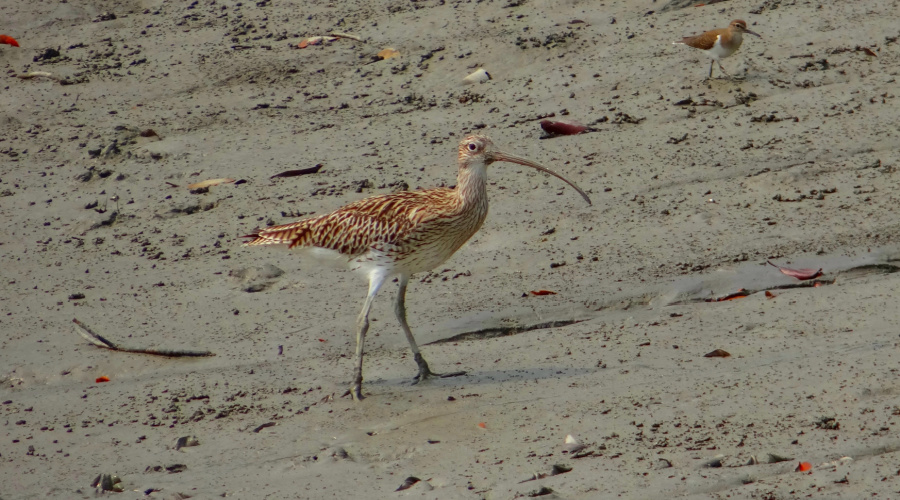 sundarbans