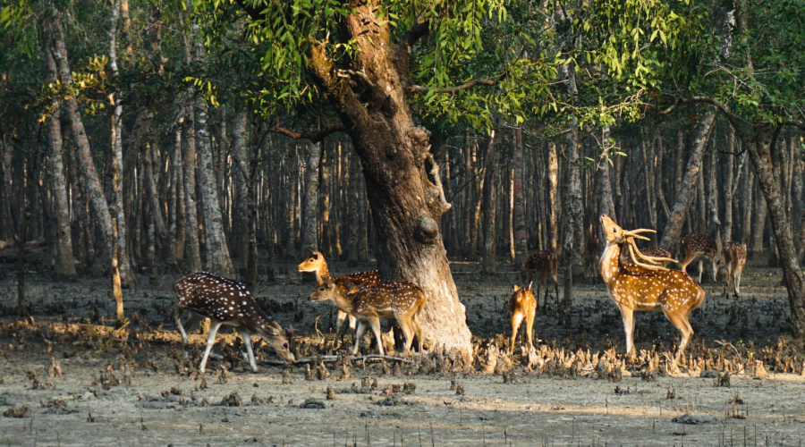 sundarbans