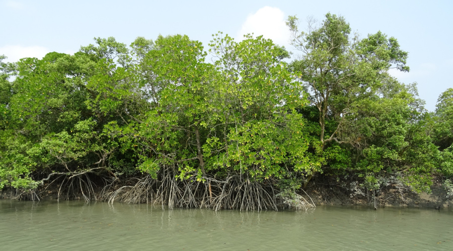 sundarbans