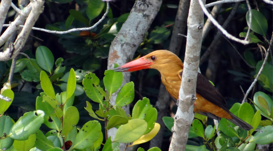 sundarbans