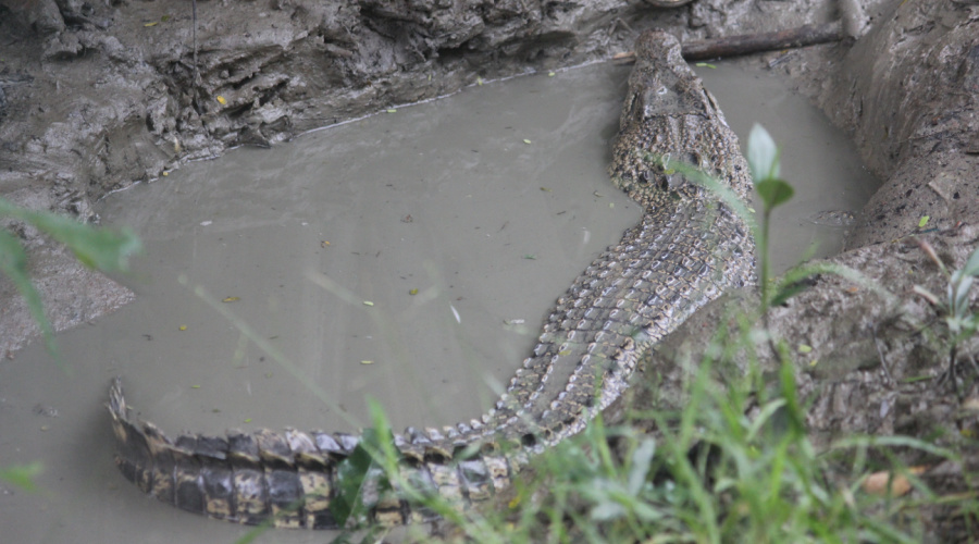 sundarbans