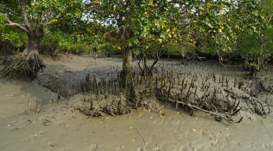 sundarbans