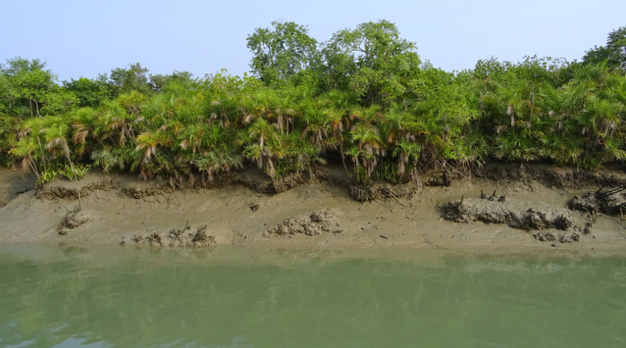 sundarbans