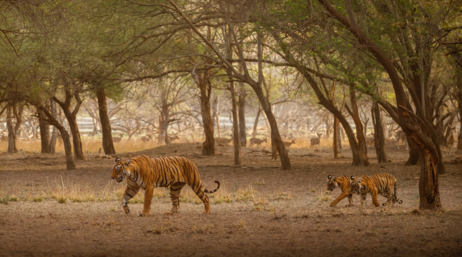 sundarbans