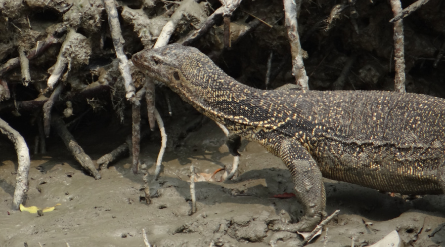 sundarbans