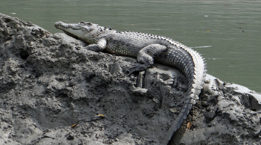 sundarbans