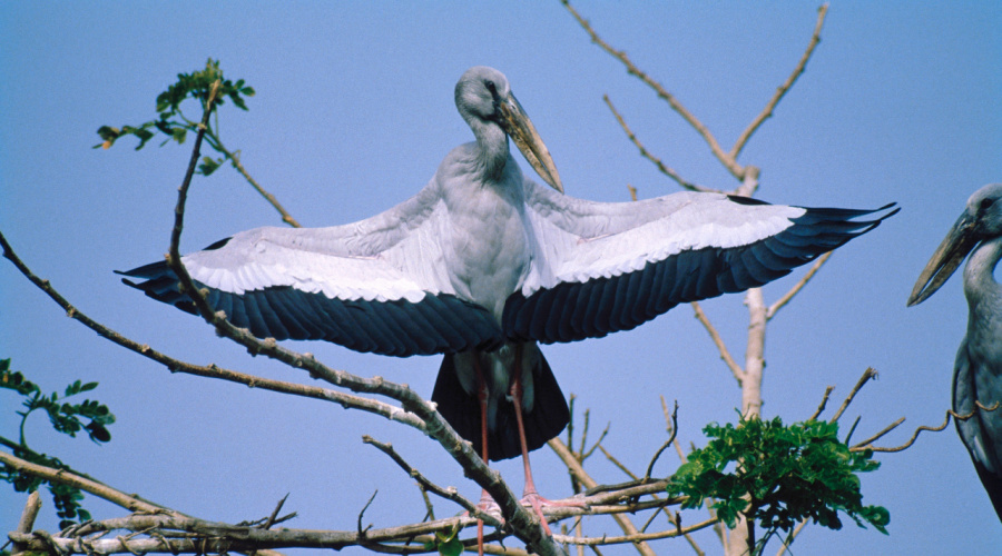 Bhitarkanika national park