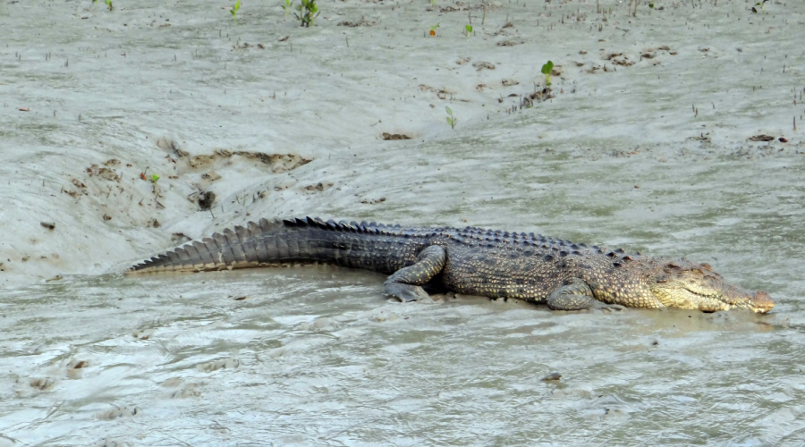 bhitarkanika national park