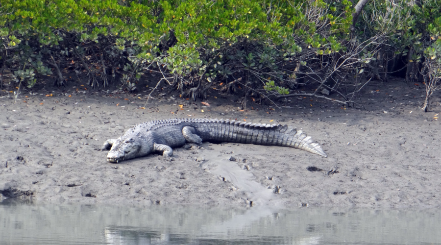 bhitarkanika national park