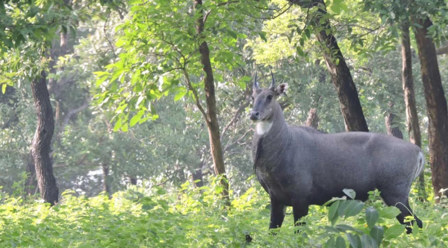 Bhopal Van Vihar National Park