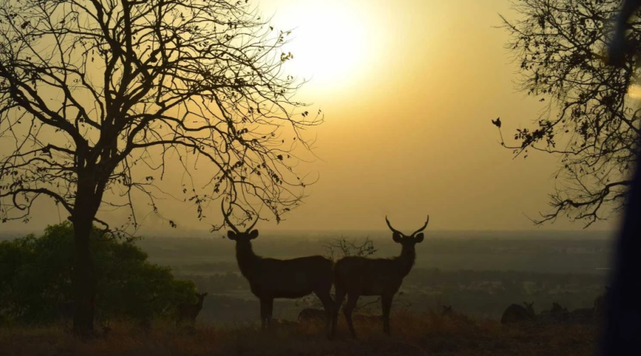 Bhopal Van Vihar National Park