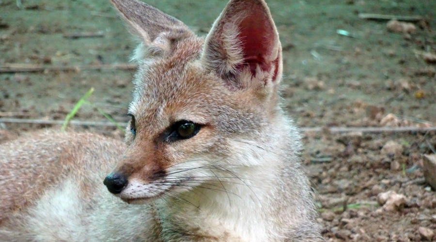 chambal national sanctuary