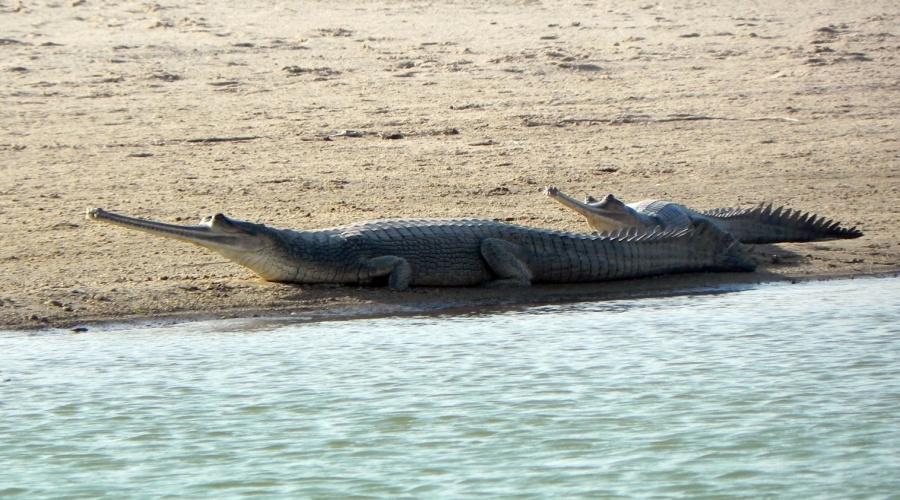 chambal national sanctuary