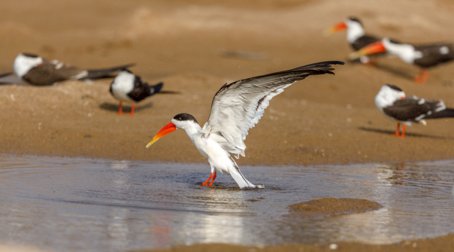 chambal national sanctuary