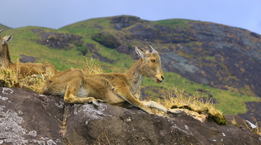 eravikulam national park