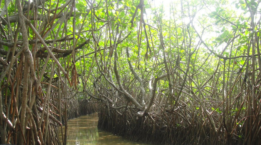 chidambaram pichavaram mangrove