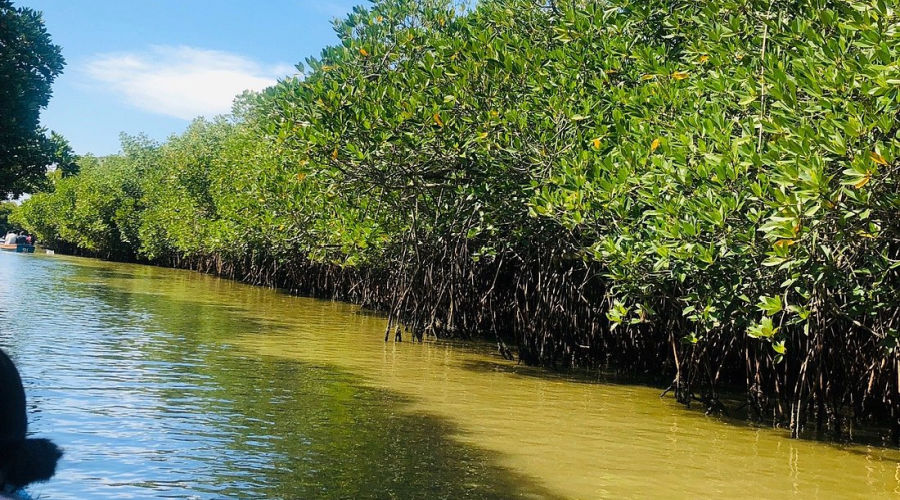 chidambaram pichavaram mangrove