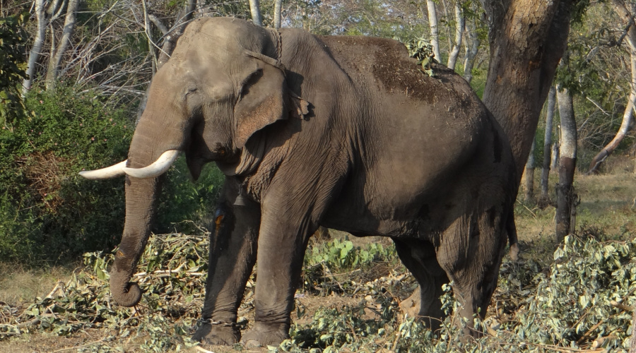 bandipur olifant