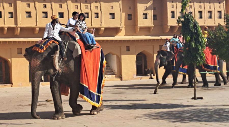 jaipur olifant