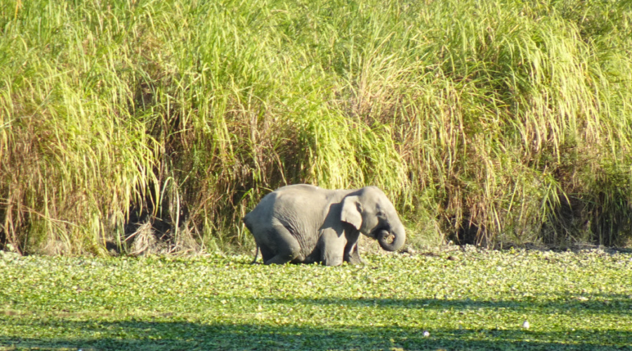 kaziranga olifant