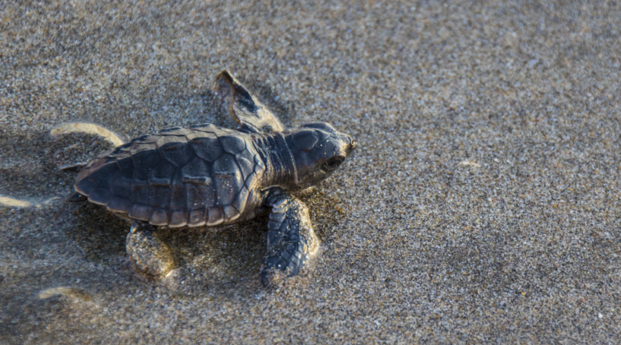 morjim beach olive ridley turtle