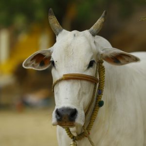 heilige koe india
